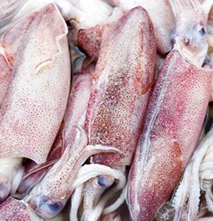 Squid fresh